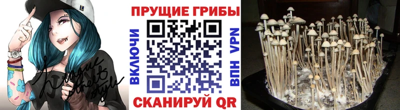 магазин  наркотиков  Пестово  Галлюциногенные грибы GOLDEN TEACHER 